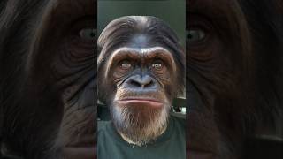 BIG BALLS acdc music song bigballs chimpanzee [upl. by Laveen695]