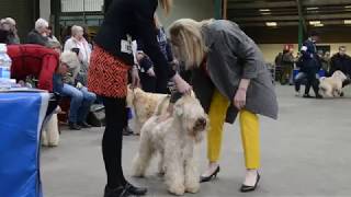 Terriers takeover at Staffordshire County Showground show [upl. by Mccomb875]