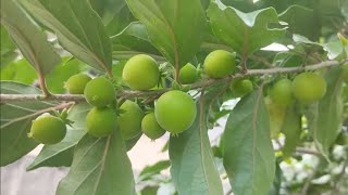 frutífera produzindo em vaso jabuticaba Sabará 40000 25 metros abacateiro 2 metros enxerto 10000 [upl. by Aronid211]