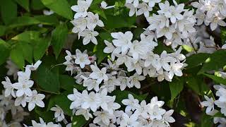 How to Grow Deutzia [upl. by Bridges]