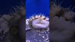 The Best Snail 🐌 for your ReefTank snails abalone reeftank aquariums weirdanimals 4k [upl. by Anayeek]