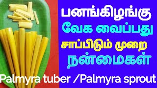 பனங்கிழங்கு வேக வைப்பது எப்படி  Palmyra sprout Palmyra tuber panam kilangu [upl. by Anallese]