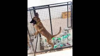 Belgian Shepherd puppy 🐶 Jwala puppydog dogtrainer doglover dog dogstraning [upl. by Etyak503]