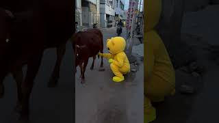 Funny teddyboy feeding cow milk😂😂funny teddyboy viral trending comedy cow milk shorts [upl. by Salahcin]