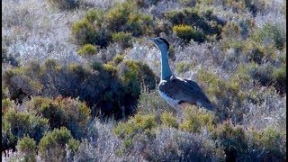 Australian Bustard Encounter [upl. by Nevur]