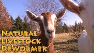 Natural Livestock Dewormer  no harsh chemicals  Deworm Goats Chickens Livestock Dogs etc [upl. by Tamiko]