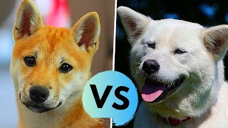 Akita Inu vs Shiba Inu Difference [upl. by Lobiv842]