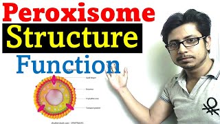 Peroxisome structure and function [upl. by Artinad388]