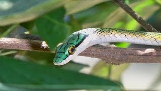 Cobra Cipó Cobra verde Boiubu quotLeptophis ahaetullaquot [upl. by Ynaoj]