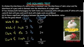 CHISQUARE DIHYBRID [upl. by Mavilia474]