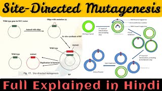 Site directed mutagenesis in hindi  Site directed mutagenesis [upl. by Yenettirb183]