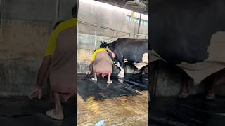 Workers Fix The Giant cow Mats After Cleaning The Farm Every Day  Cattle Farming 2024 [upl. by Shum271]