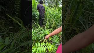 Borneo Forest forest ferns hutan westborneo shortvideo viralvideo [upl. by Earahc]