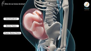 The Living Skeleton Bone Cells and Bone Turnover [upl. by Yemar]