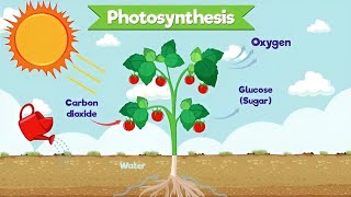 The Process of Photosynthesis  Explanation video [upl. by Antonin300]