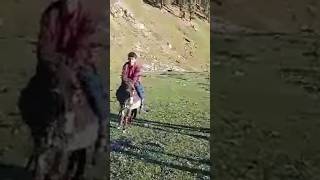 Fun with donkey 😆 funny fun donkey wild pakistan gb [upl. by Dixie]