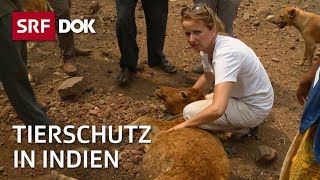 Tierschutz in Indien – Esther Geisser rettet heilige Kühe  Reportage  SRF [upl. by Samala]