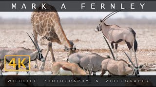 Waterholes of Namibia 4K  Mark A Fernley [upl. by Nee]