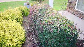 Learn How To Trim Your Shrubs and Hedges Professionally [upl. by Bradeord895]