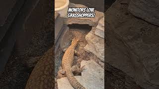 Monitor Lizards Love Grapphoppers [upl. by Mureil]