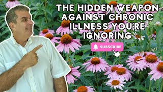 The Truth About Echinacea – Why Its More Powerful Than You Think [upl. by Nomsed]