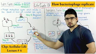 Life Cycle of Bacteriophage  Lytic and lysogenic cycle [upl. by Ramel]