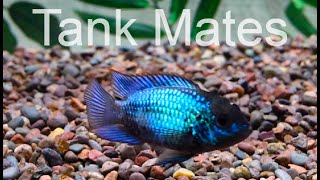 Electric Blue Acara Cichlid Tank mates [upl. by Welch]