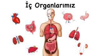 İç Organlarımız  Organlarımızın İşlevleri  Eğitici Animasyon [upl. by Yllier]