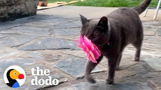 Cat Brings Her New Mom Flowers Every Single Day  The Dodo [upl. by Karlen]