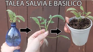 TALEA IN ACQUA DI SALVIA E BASILICO FACILISSIMA  PIANTA AROMATICA GRATIS IN BOTTIGLIA [upl. by Bravar710]