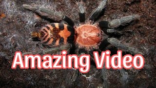 Davus Pentaloris  An amazing molt video  start to finish [upl. by Anaiq]