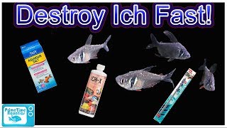 How To Treat ICH In Fish and Clear Infection FAST Complete Guide From a Microbiology Perspective [upl. by Rutra]