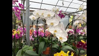 Choosing Phalaenopsis Orchids Come With Me Decorative Pots [upl. by Robson955]