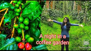 Night camping at Sakleshpur  Coffee Bean Villa  Magajahalli water fall [upl. by Aryam]