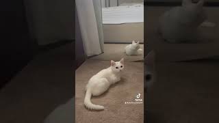 reconditionkella YureniNoshikaOfficial catslover cat cute catcorner catvideos [upl. by Rushing690]