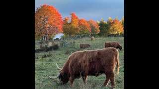 Moving My Highland Cattle to a New Paddock [upl. by Anahc273]