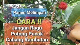 Cara pangkas cabang rambutan agar kembali berbuah lebat dan pohon pun tetap pendek  rambutan aceh [upl. by Giana]