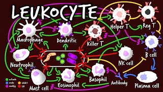 Leukocyte BTS Dynamite Parody  A Capella Science Immunology I [upl. by Doolittle]