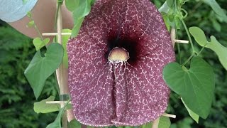 Waanzinnige plant de Aristolochia grandiflora [upl. by Littell791]