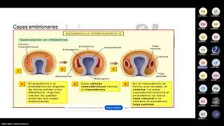 TEJIDOS ANATOMIA FUNCIONES INORGANICAS QUIMICA III [upl. by Nyssa]