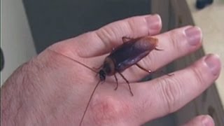 Picking Up Giant Texas Wood Roach By Hand [upl. by Nannahs811]