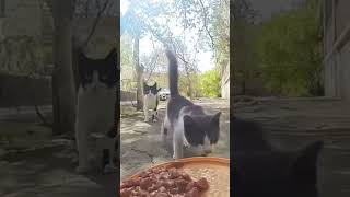 My story with stray cats Daily life of stray cats Cat feeding diary Pay attention to stray anima [upl. by Nivat]