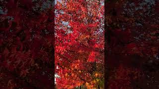 Red Fall Colors near Victoria🌲 shorts canada trees fallfoliage fallcolor [upl. by Blight]