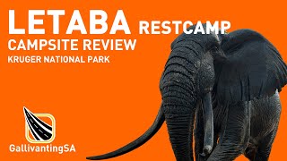 A review on Letaba Restcamp in the Kruger National Park  October 2023 [upl. by Ynaffik]