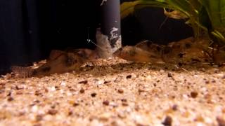 Corydoras ellisae wild bij Aquarium Speciaalzaak Utaka [upl. by Valdas]