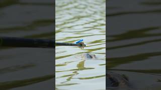 This fish tried to eat the float short shorts fishing [upl. by Nibroc]