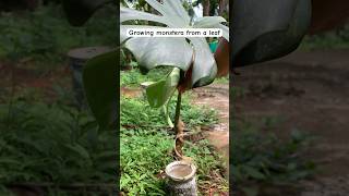 How to grow monstera deliciosa from cutting monstera water propagation results [upl. by Yousuf]