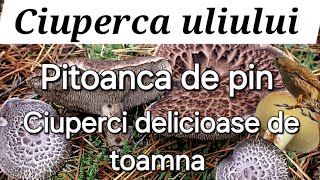 Ciuperca uliului  Pitoanca de pin Ciuperci delicioase de toamna tarzie [upl. by Hako]