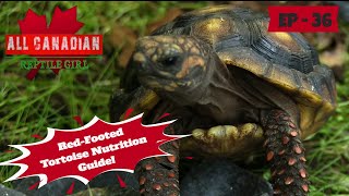 What To Feed Your RedFooted Tortoise [upl. by Oirevas]