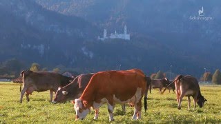 Castle Neuschwanstein  Ein Jahr Schwangau [upl. by Violante285]